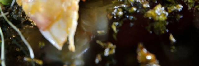香煎咸桂鱼美味图片