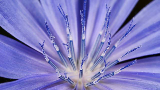 花卉