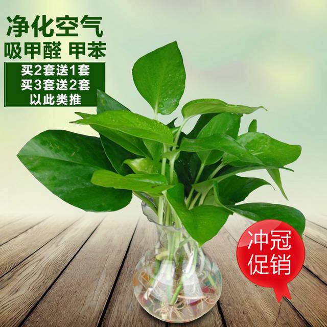 植物主图