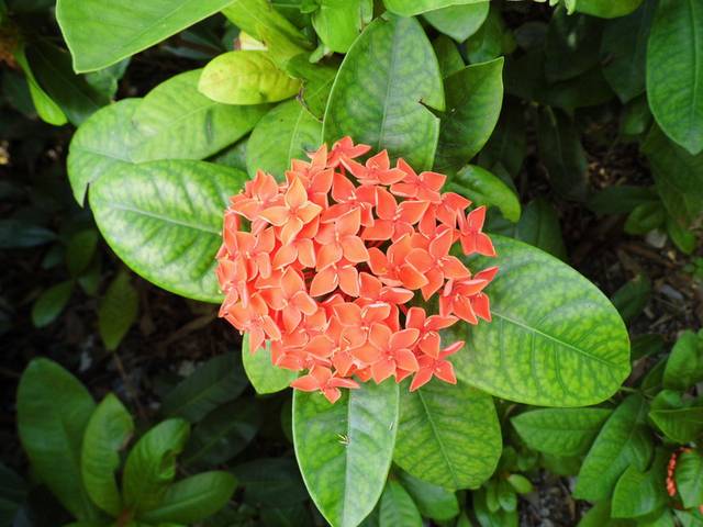 花卉