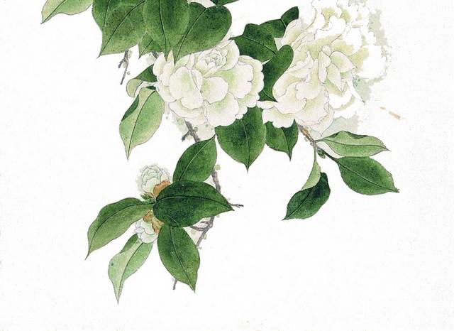 鸟