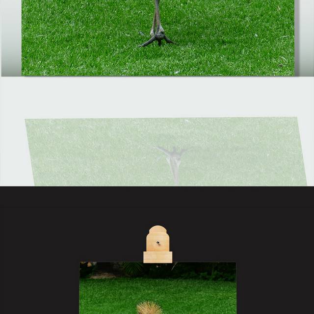 草地上的丹顶鹤