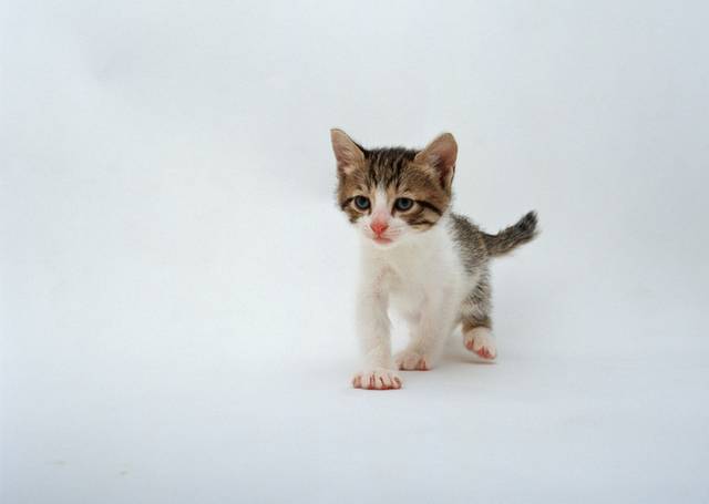 猫咪