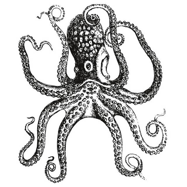 手绘海洋生物