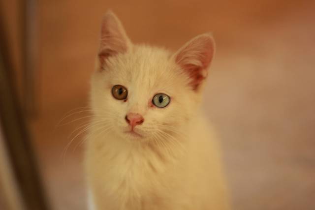 猫咪