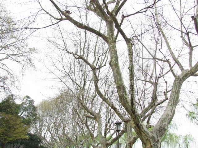 大树