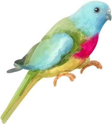 鸟