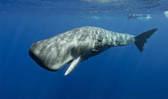 海底抹香鲸图片