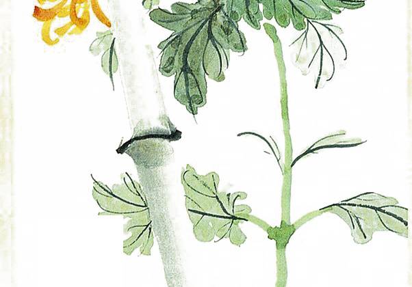 菊花