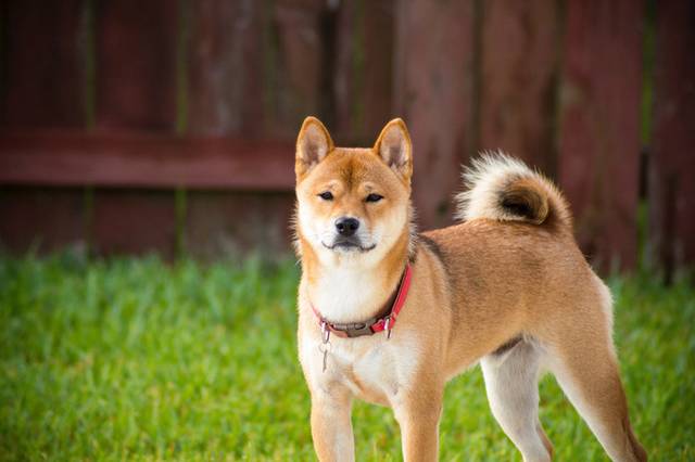 秋田犬