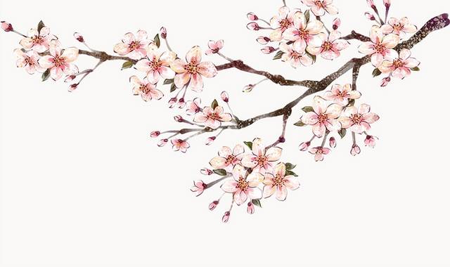 手绘粉色花卉树枝
