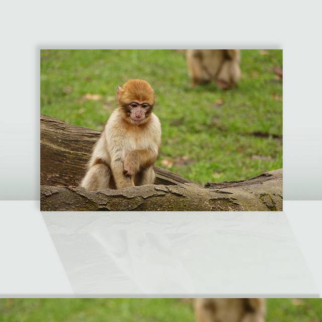 小猴子图片