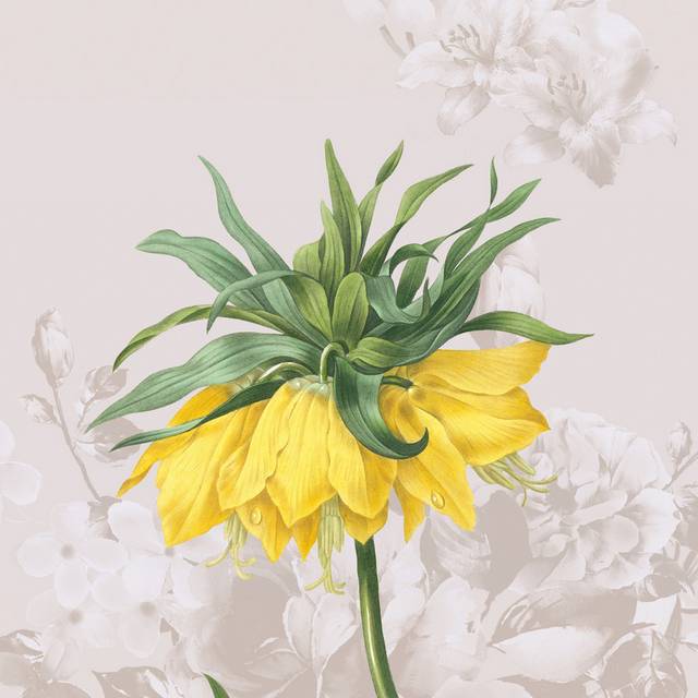 花卉图片