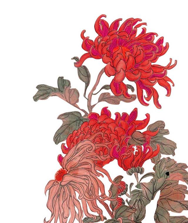 菊花