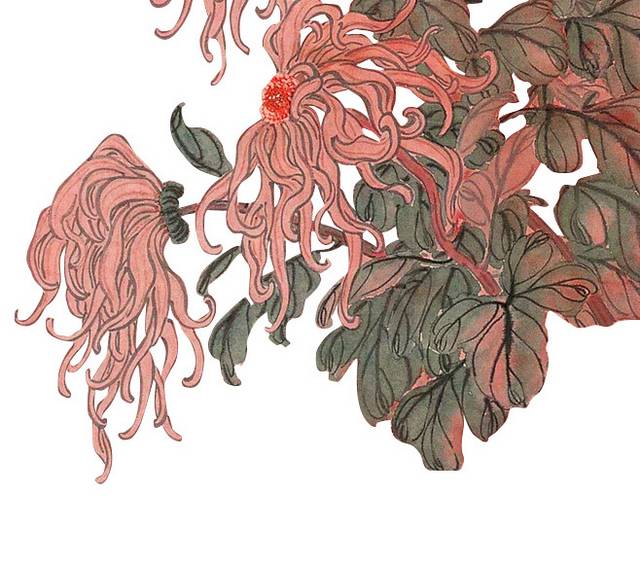 菊花