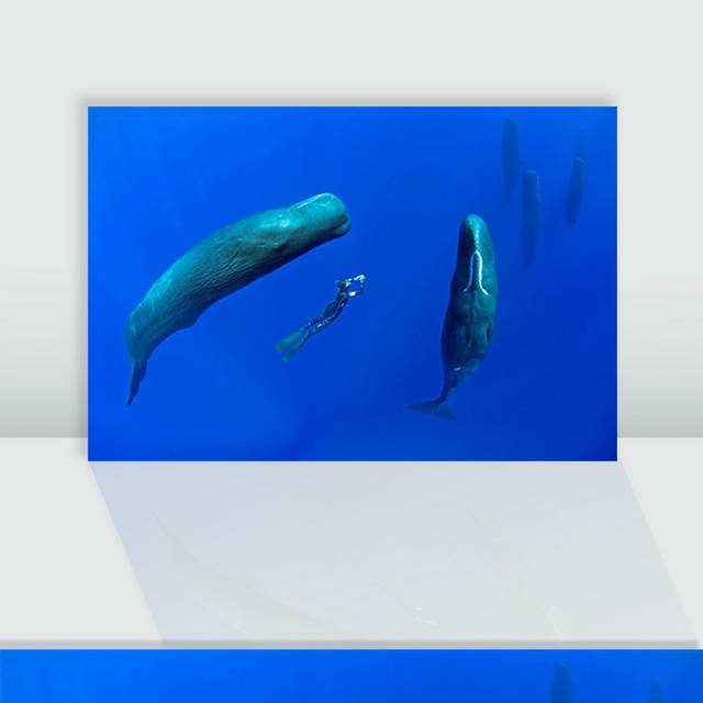 蓝色大海抹香鲸图片素材