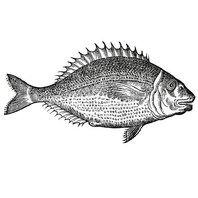 手绘海洋生物