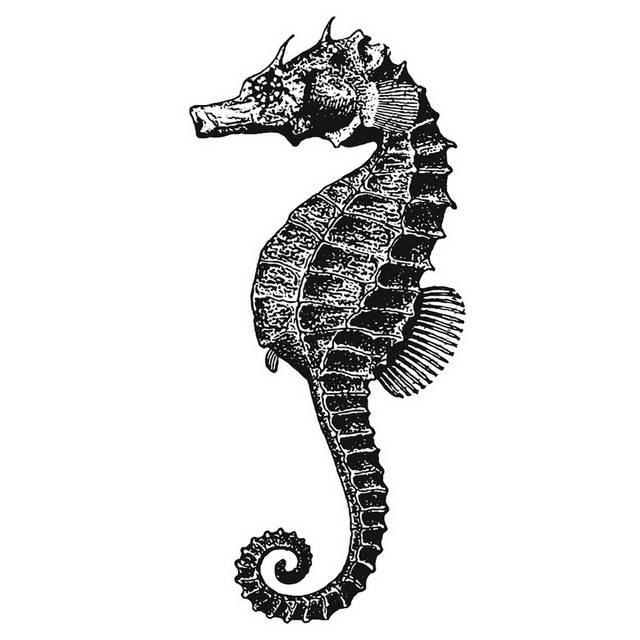 手绘海洋生物