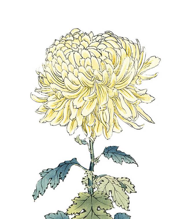 菊花