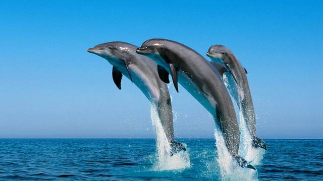 海豚