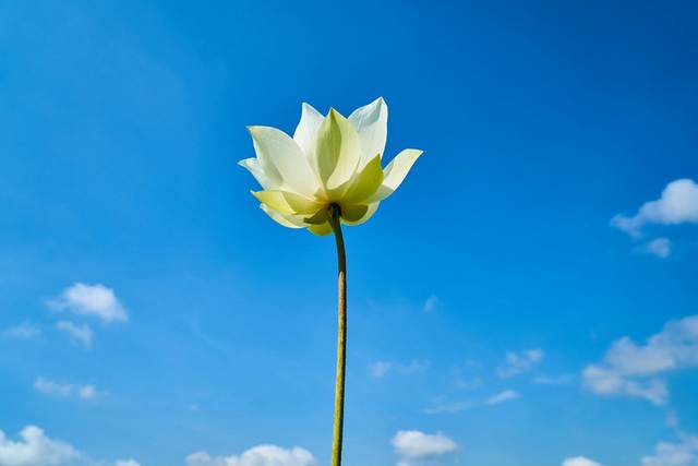 鲜花素材