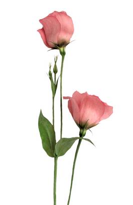 鲜花花卉花朵边框_图品汇
