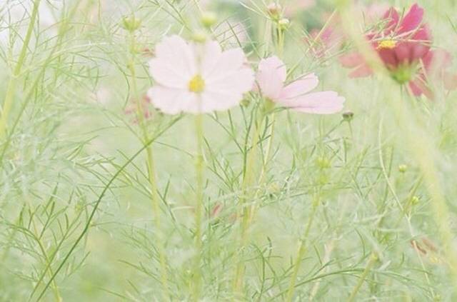 花丛女孩