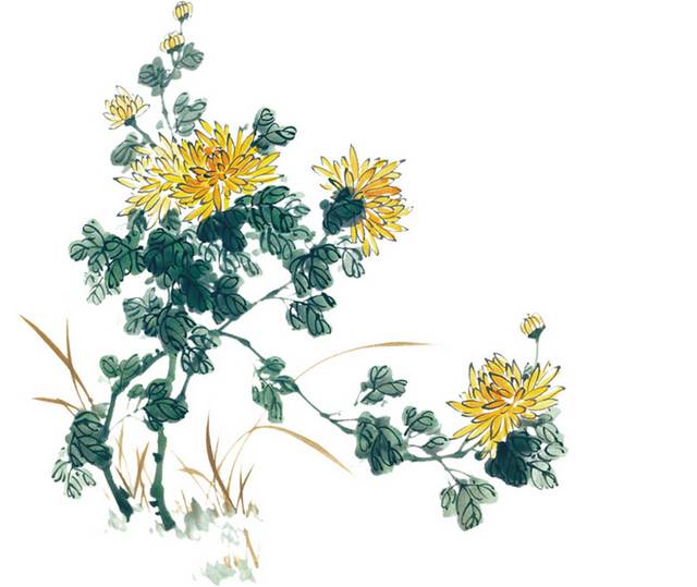 菊花
