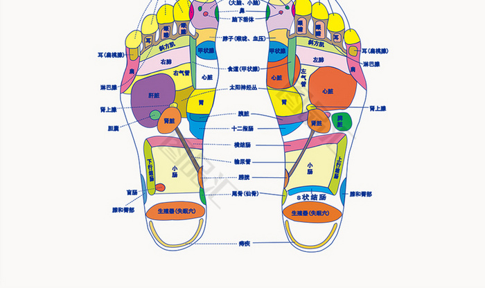 脚底xue位图图片