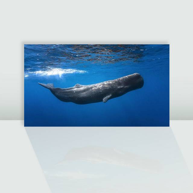 抹香鲸高清图片