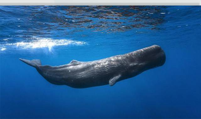 抹香鲸高清图片
