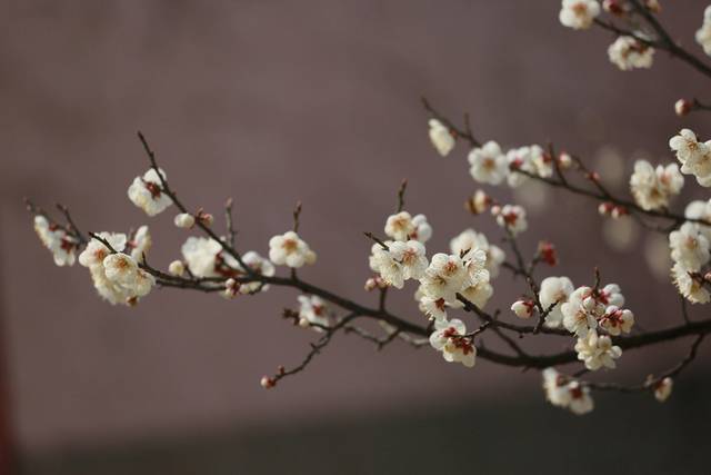 梅花图片
