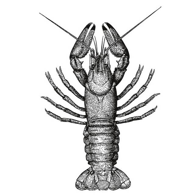 手绘海洋生物