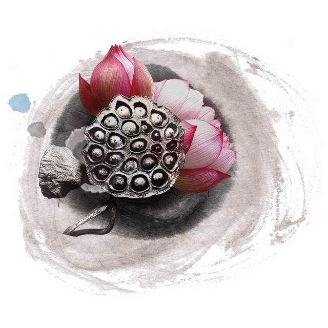 荷花