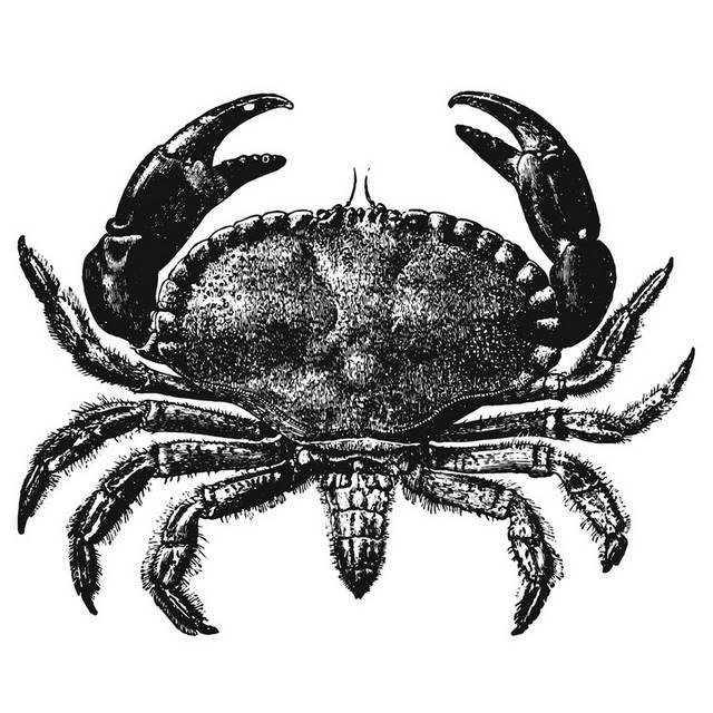 手绘海洋生物