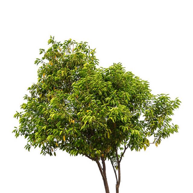 大树