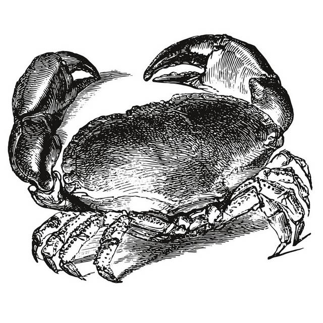 手绘海洋生物