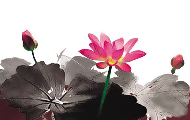 荷花