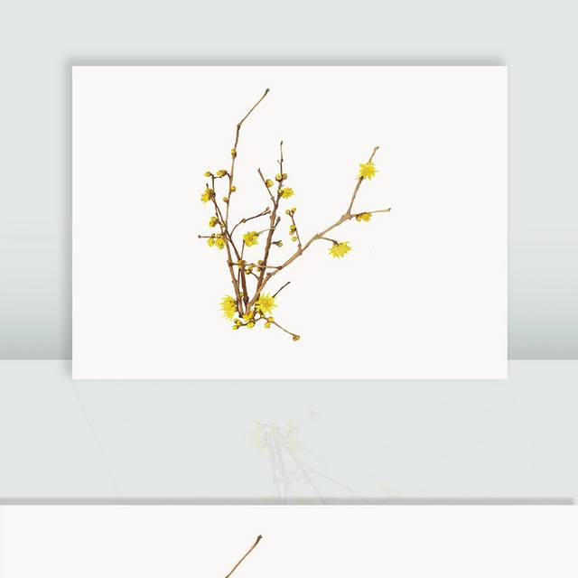 黄色花卉花枝素材