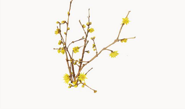 黄色花卉花枝素材