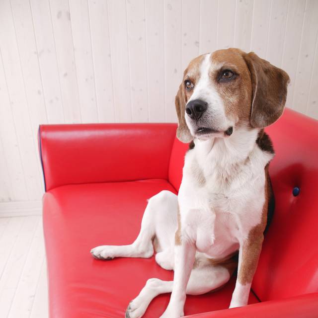 宠物狗