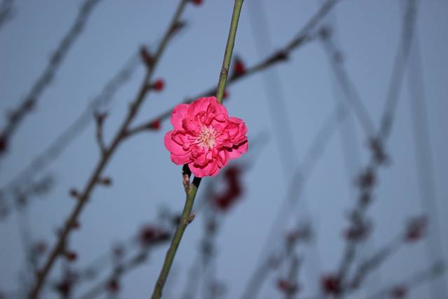 花卉