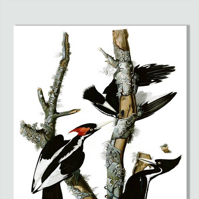 手绘啄木鸟图片