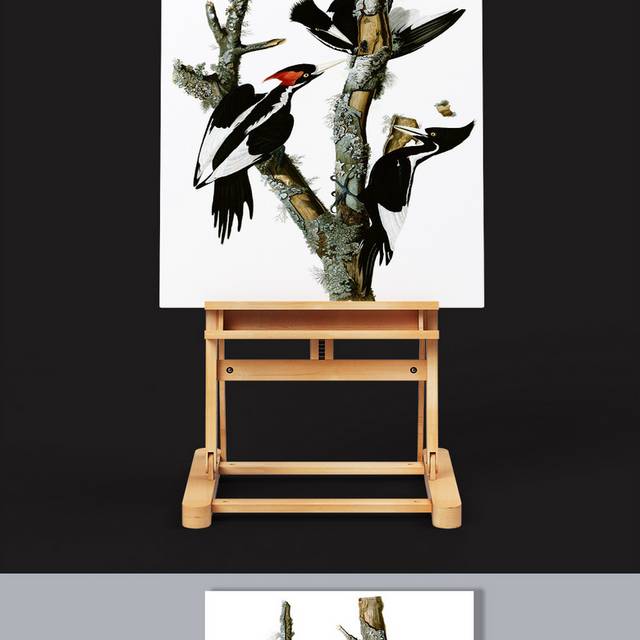 手绘啄木鸟图片