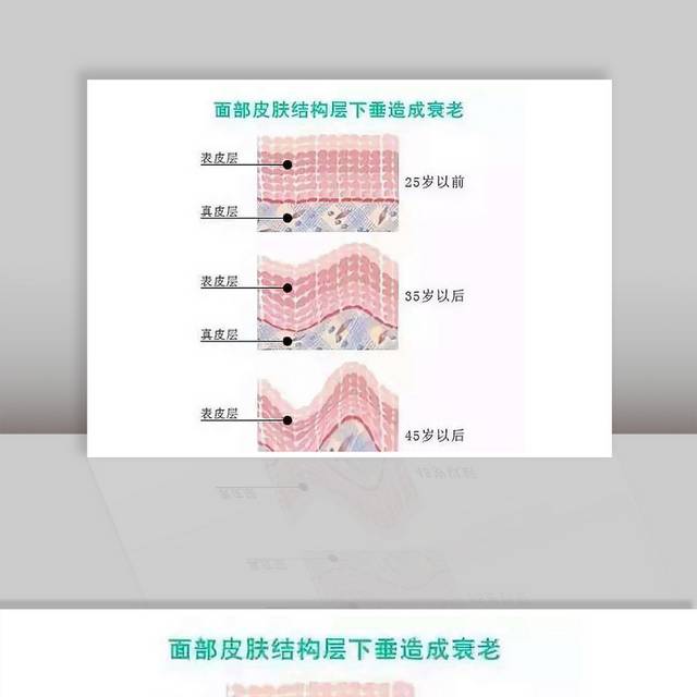 面部皮肤结构示意图