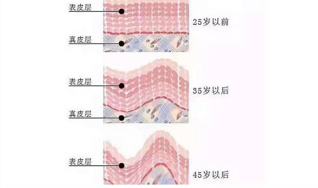 面部皮肤结构示意图