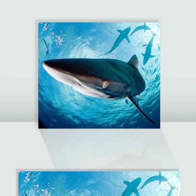 蓝色大海鲨鱼图片
