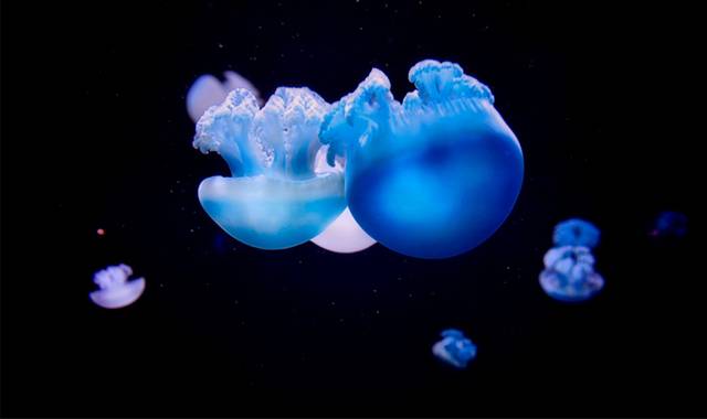 蓝色透明水母