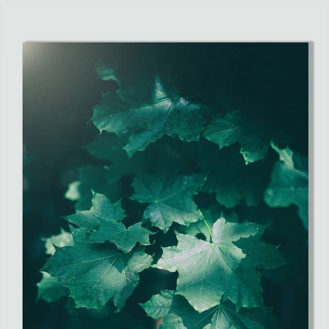 绿色植物图片
