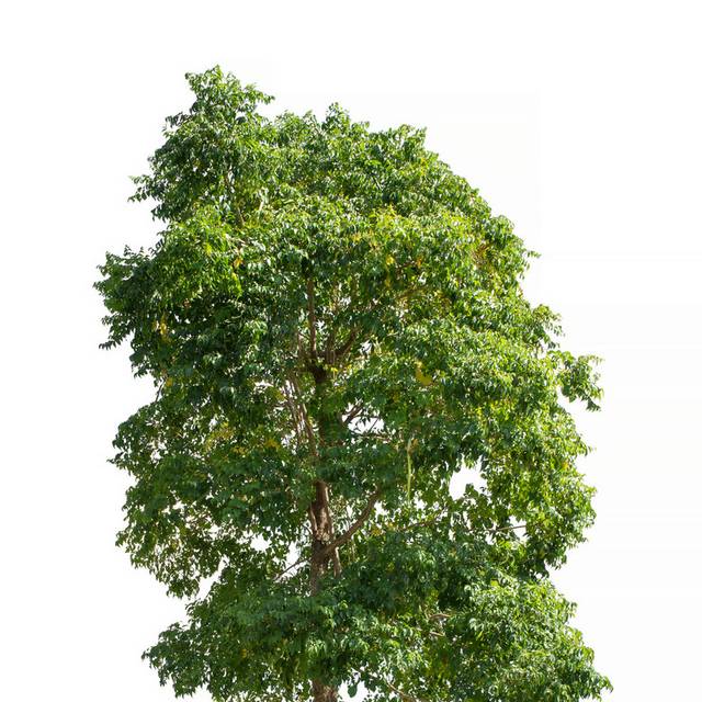 大树